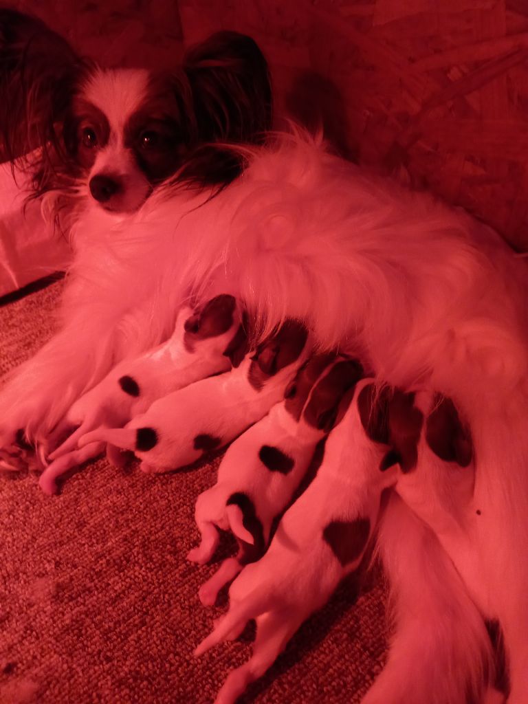 chiot Epagneul nain Continental (Papillon) of cristy'dogs