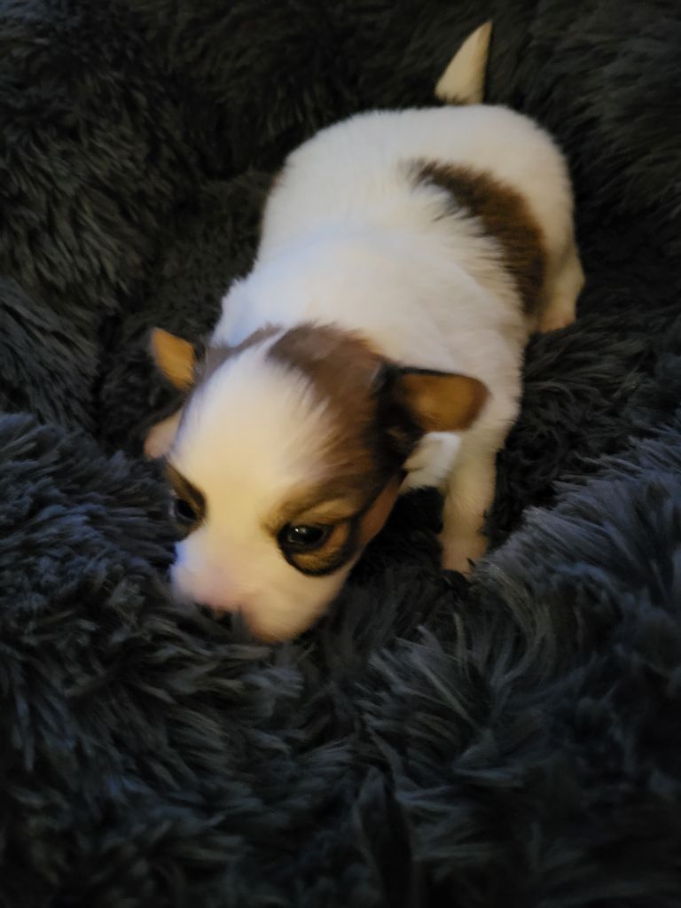 of cristy'dogs - Chiot disponible  - Epagneul nain Continental (Papillon)