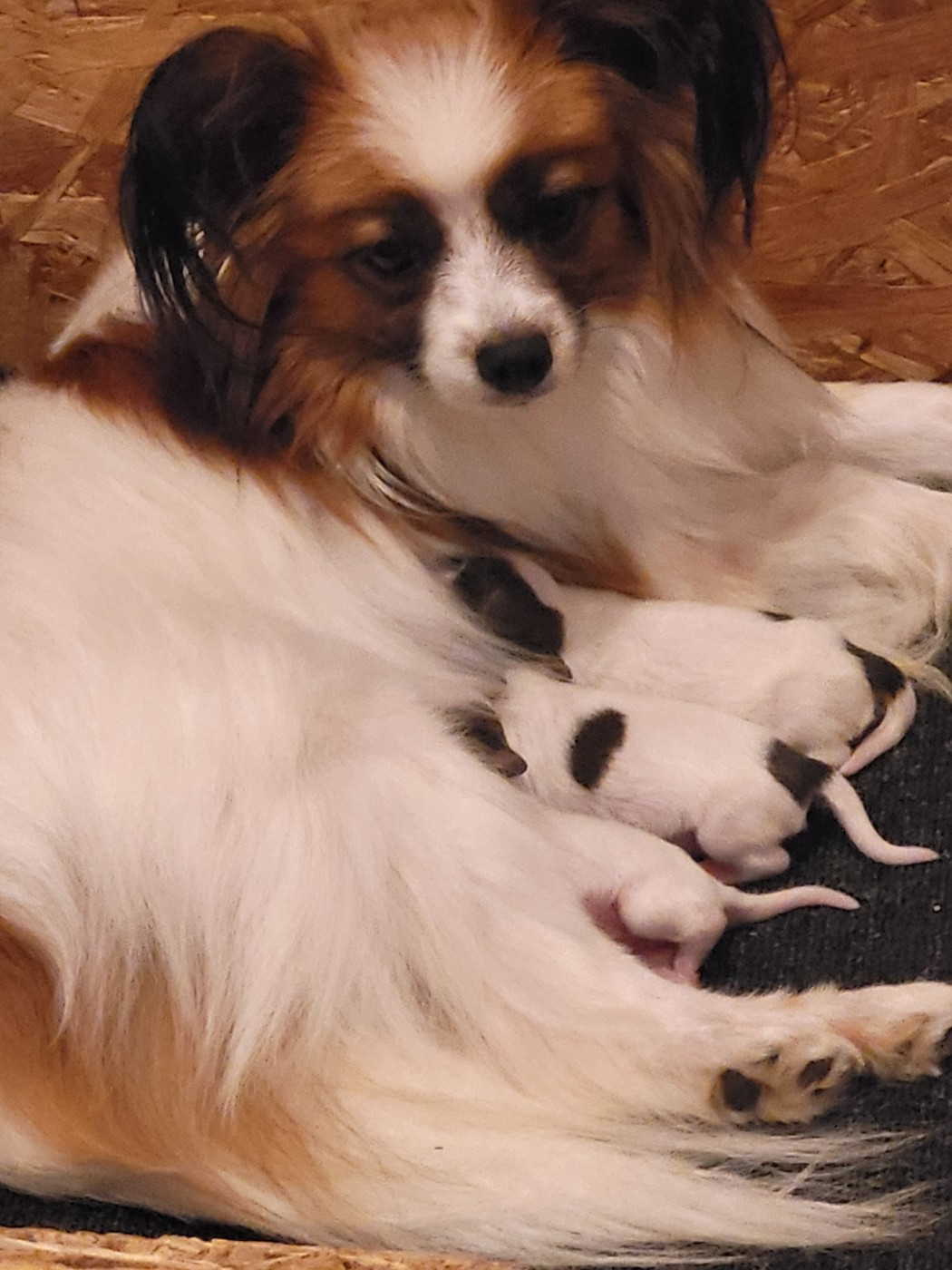 Les bébés sont nés !