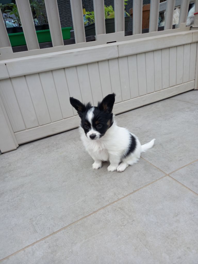 of cristy'dogs - Chiots disponibles - Epagneul nain Continental (Papillon)