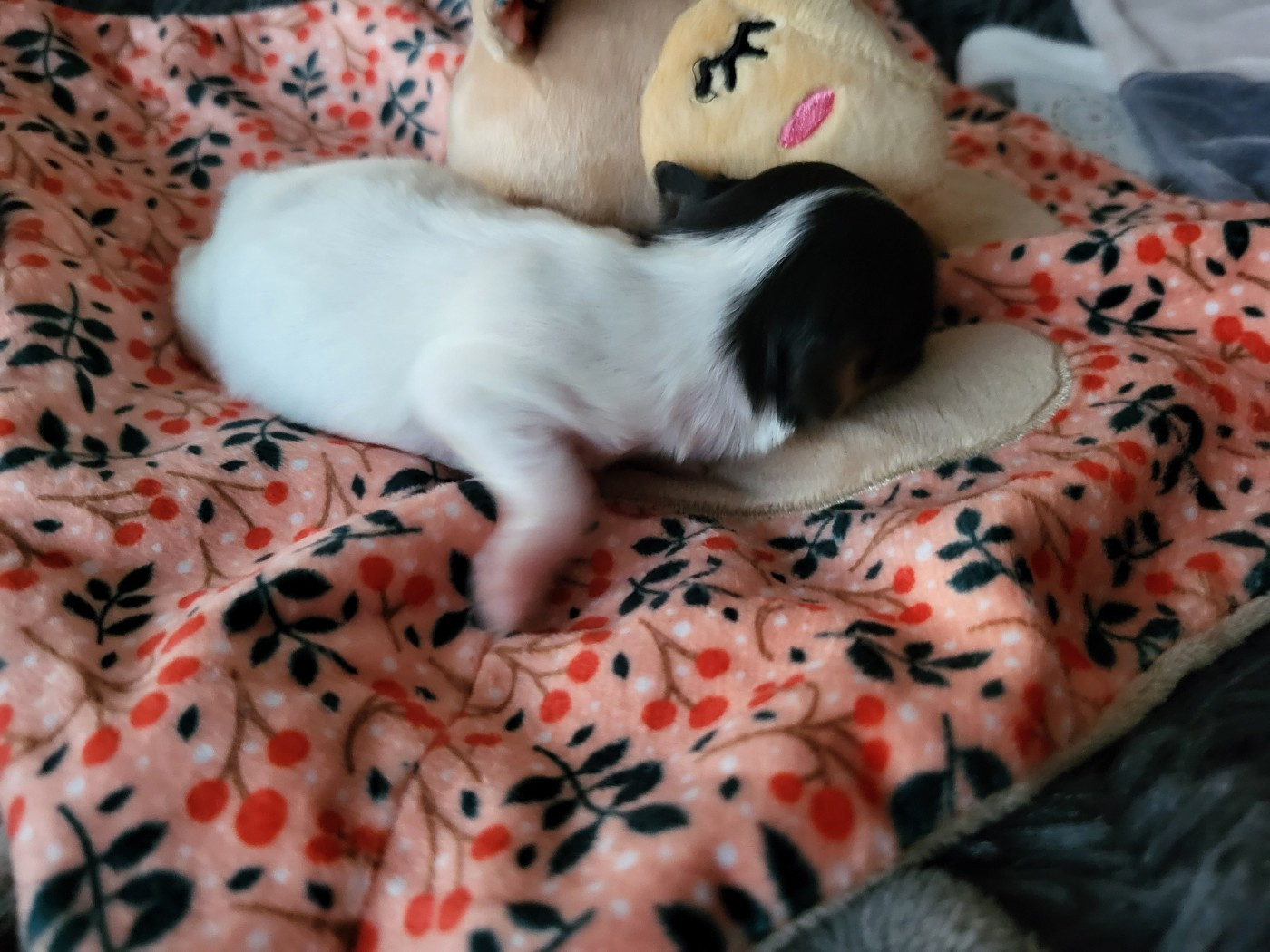 of cristy'dogs - Chiots disponibles - Epagneul nain Continental (Papillon)