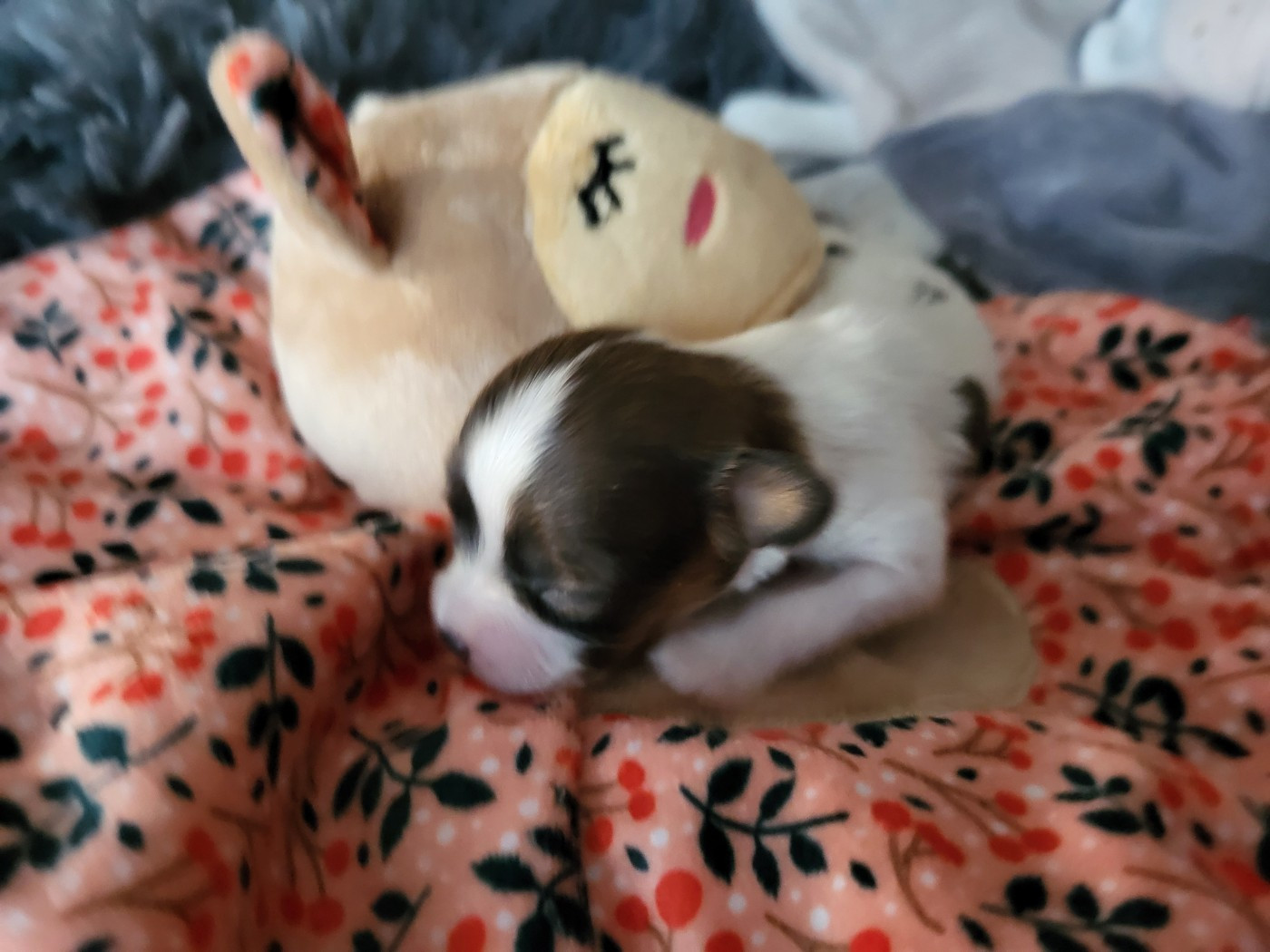 of cristy'dogs - Chiots disponibles - Epagneul nain Continental (Papillon)