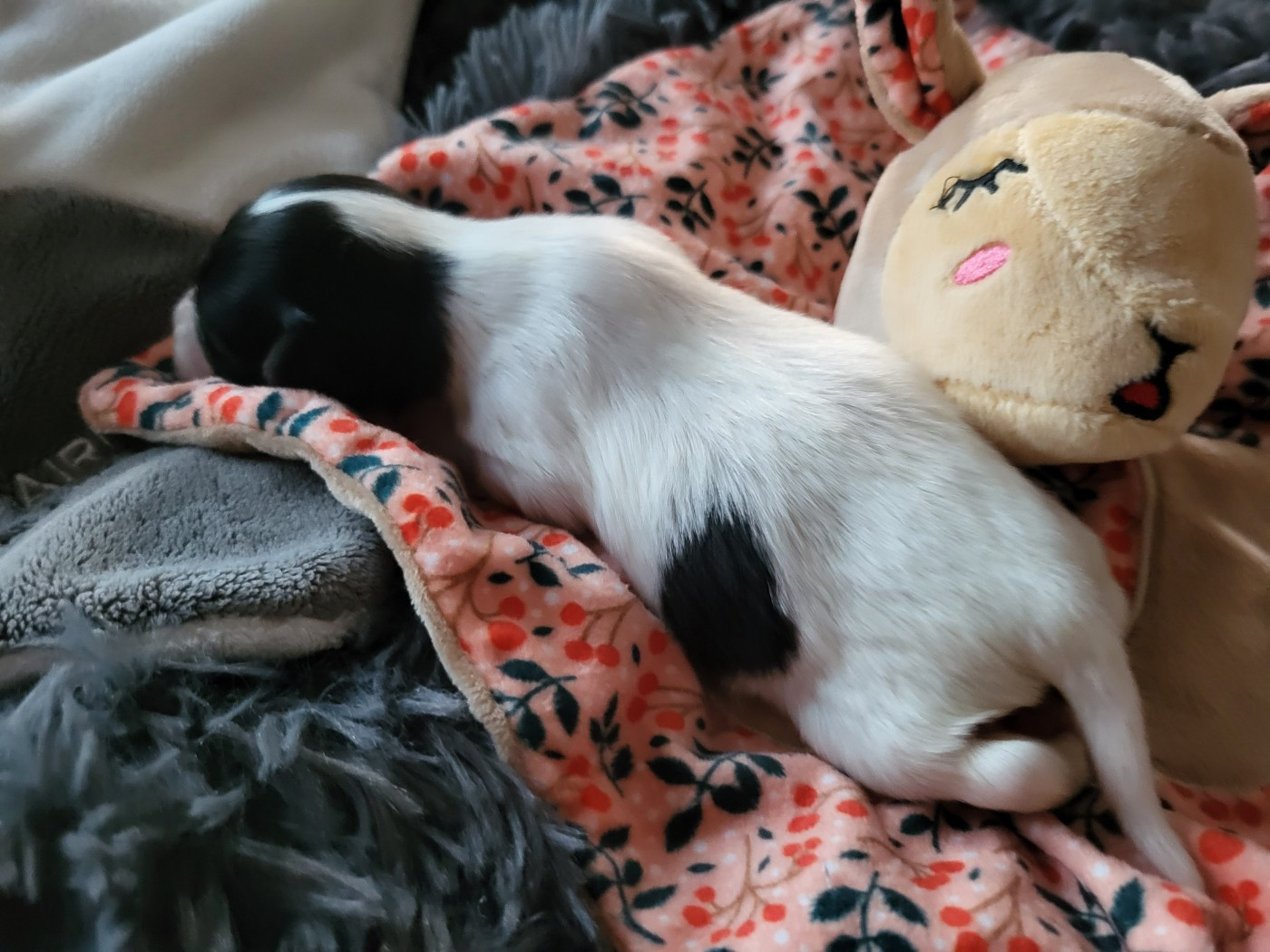 of cristy'dogs - Chiots disponibles - Epagneul nain Continental (Papillon)