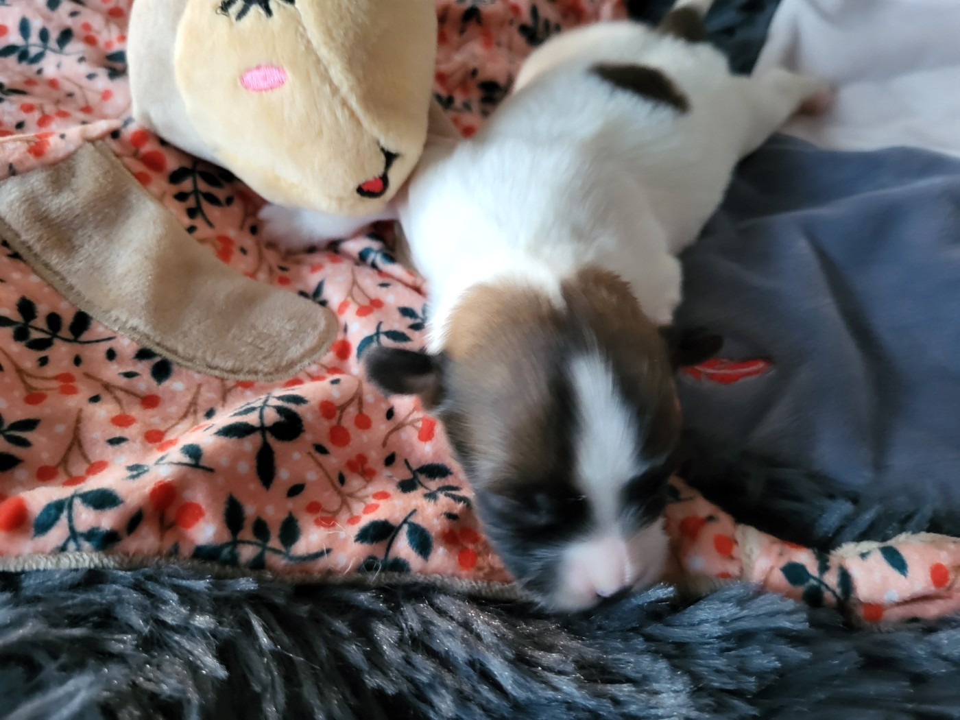 of cristy'dogs - Chiots disponibles - Epagneul nain Continental (Papillon)