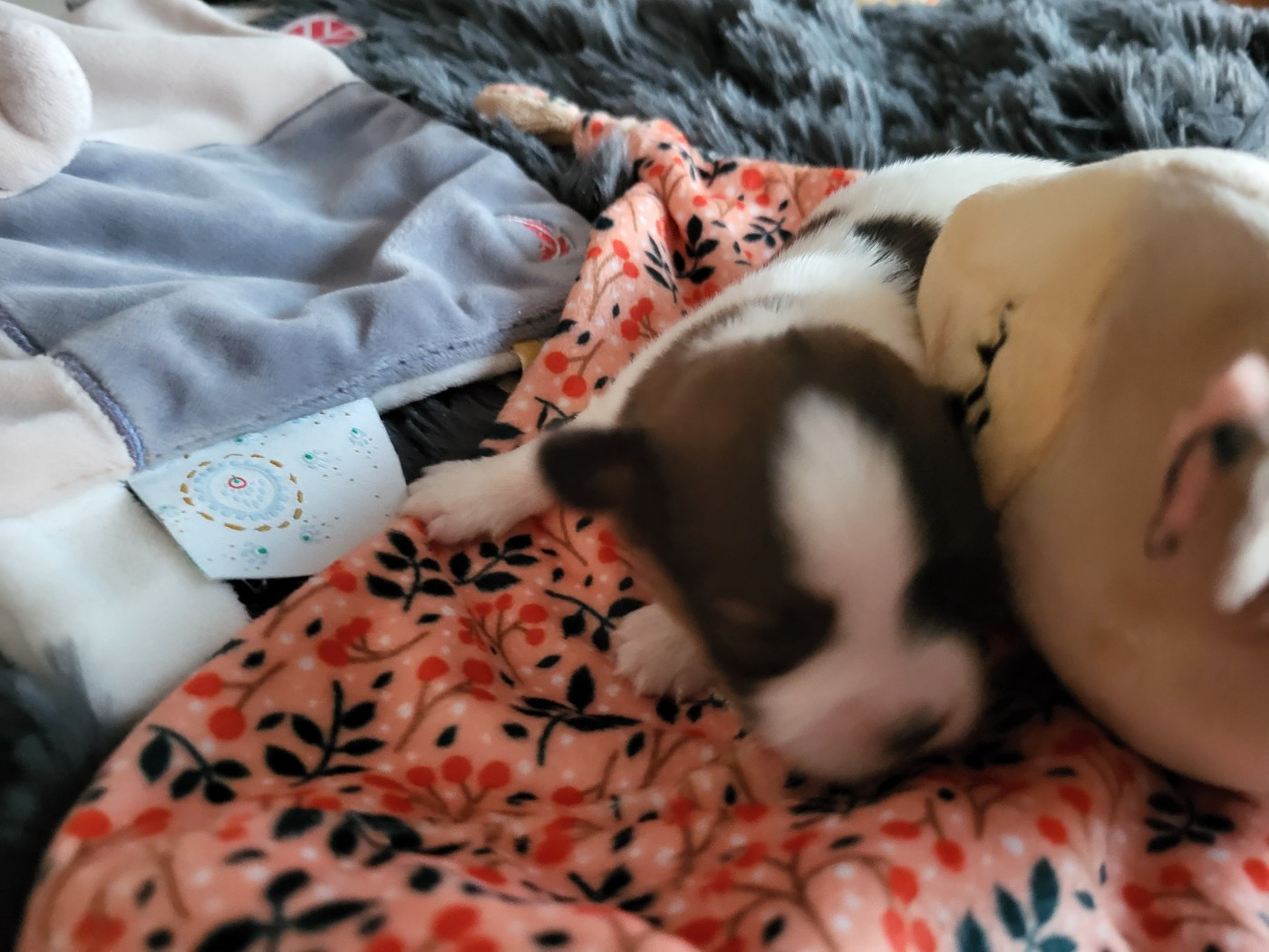 of cristy'dogs - Chiots disponibles - Epagneul nain Continental (Papillon)