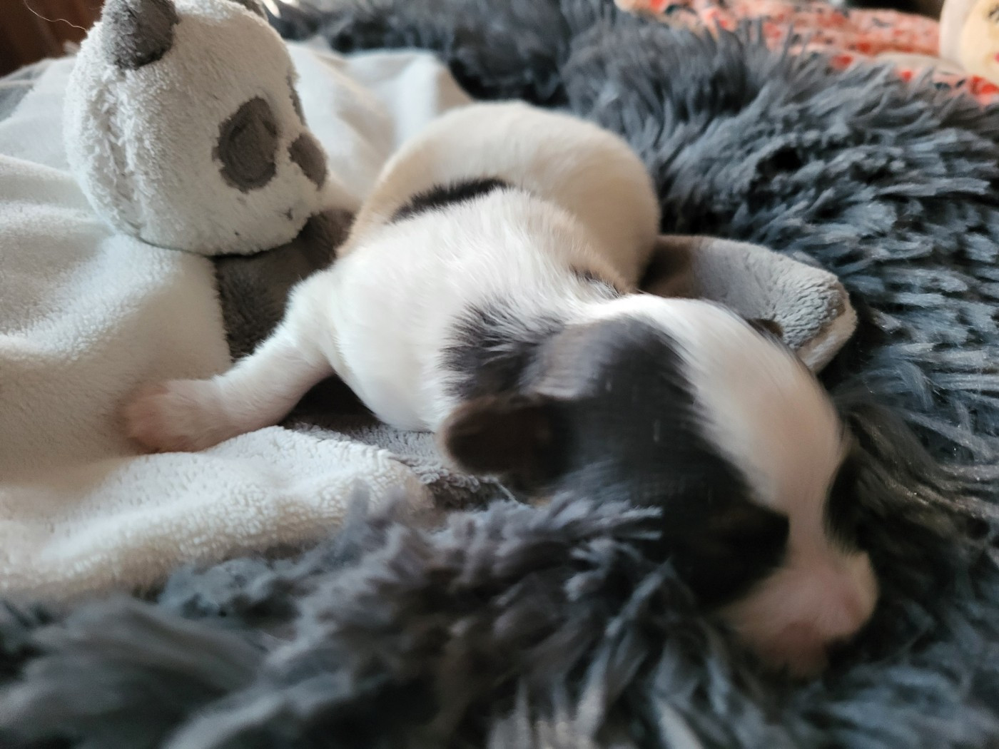 of cristy'dogs - Chiots disponibles - Epagneul nain Continental (Papillon)