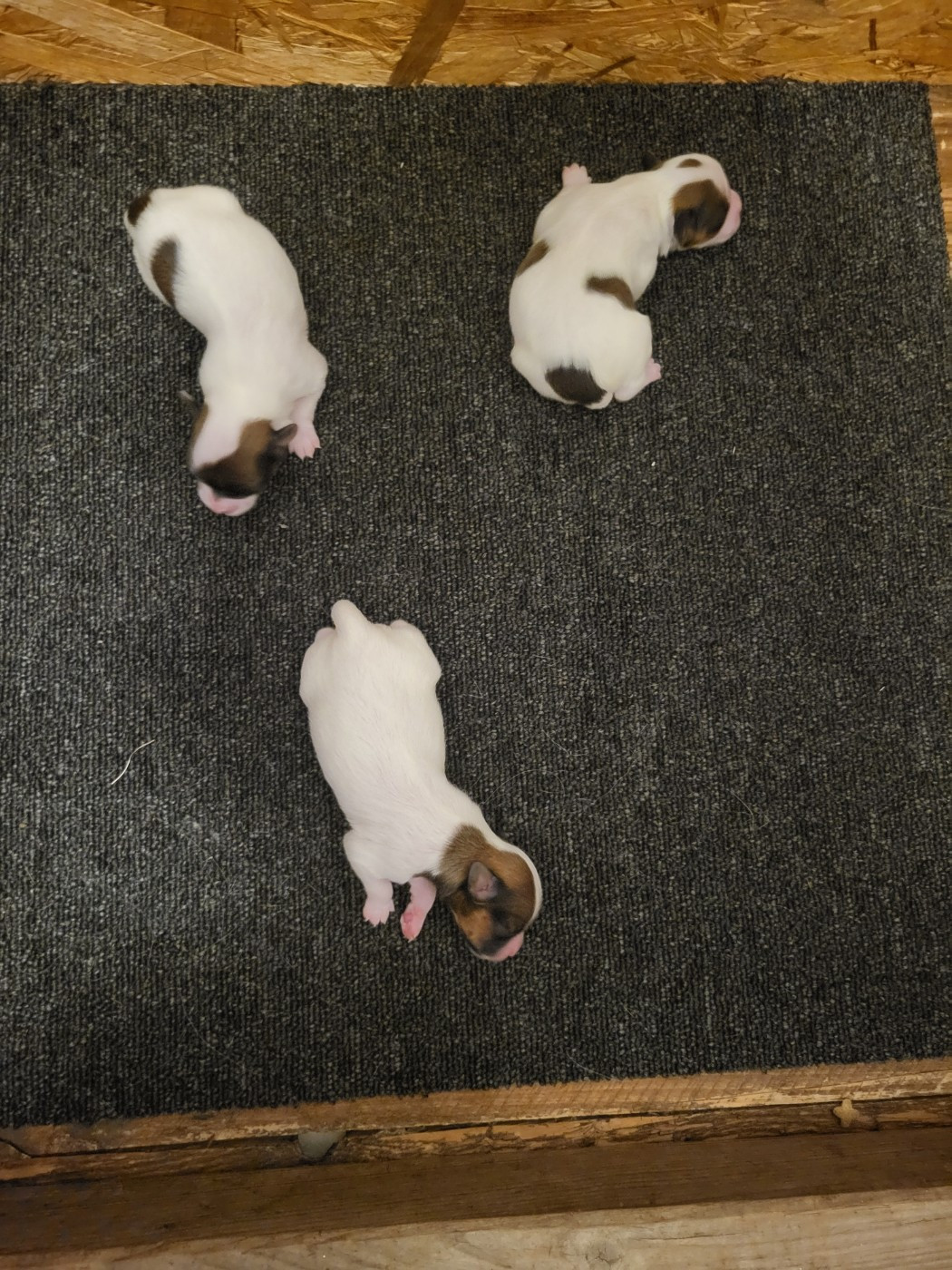 Chiot Epagneul nain Continental (Papillon) of cristy'dogs