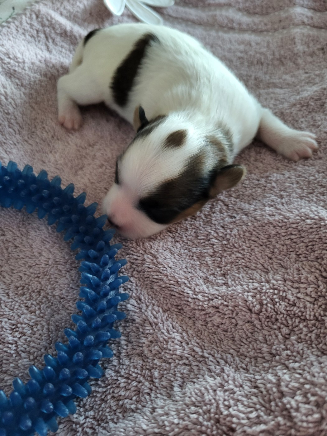 of cristy'dogs - Chiots disponibles - Epagneul nain Continental (Papillon)