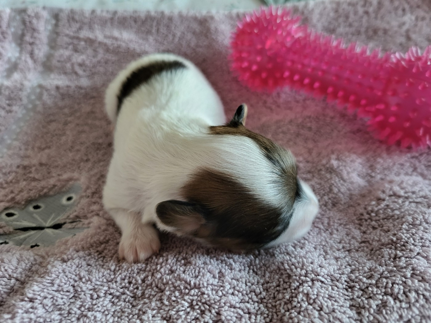 of cristy'dogs - Chiots disponibles - Epagneul nain Continental (Papillon)