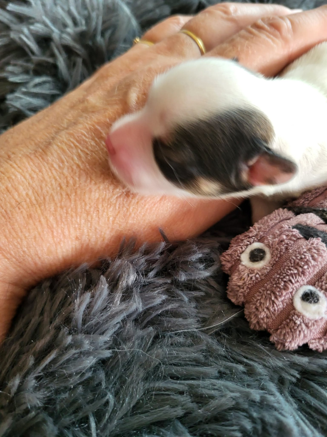 of cristy'dogs - Chiots disponibles - Epagneul nain Continental (Papillon)