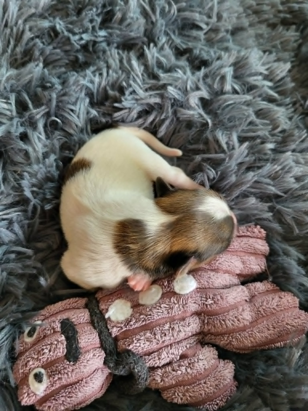of cristy'dogs - Chiots disponibles - Epagneul nain Continental (Papillon)
