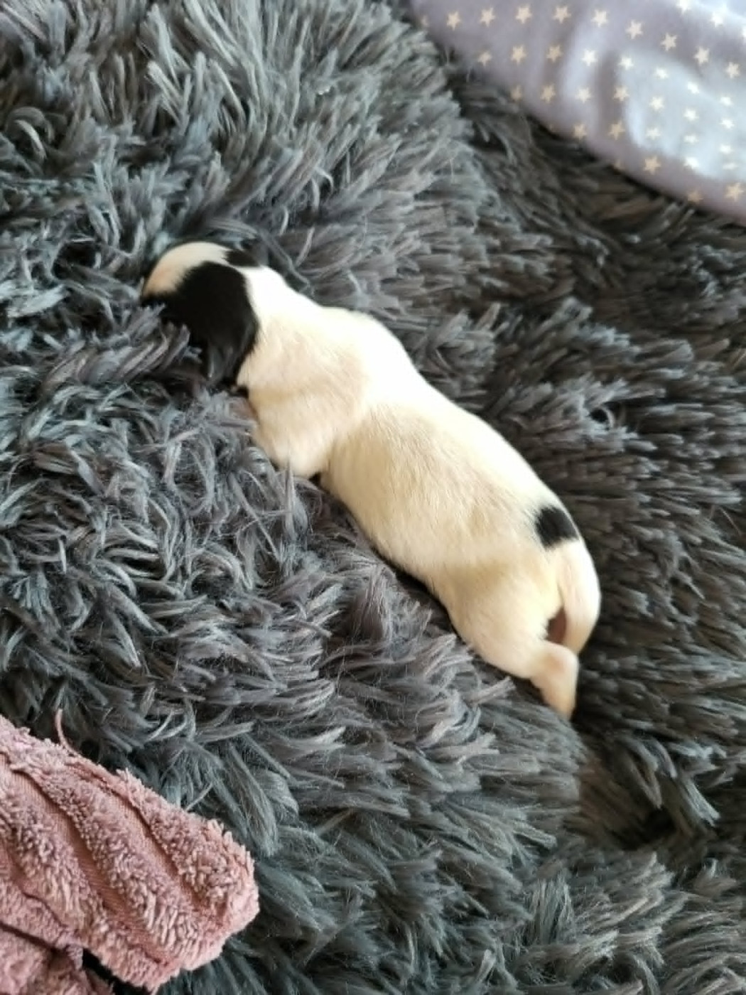 of cristy'dogs - Chiots disponibles - Epagneul nain Continental (Papillon)