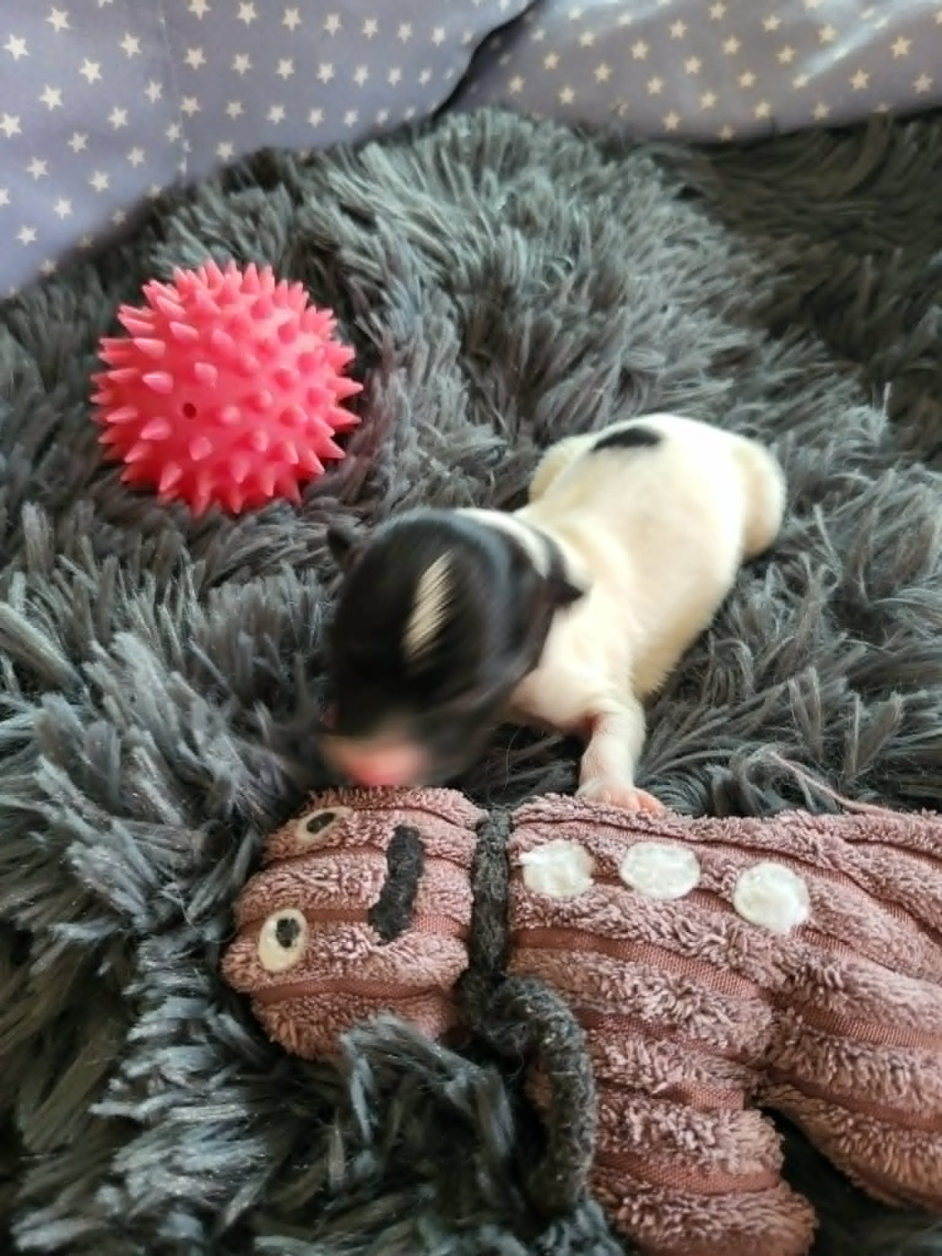 of cristy'dogs - Chiots disponibles - Epagneul nain Continental (Papillon)