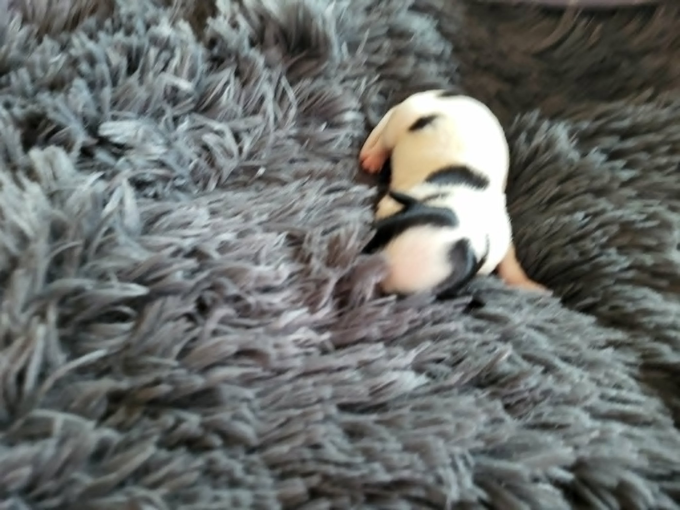 of cristy'dogs - Chiots disponibles - Epagneul nain Continental (Papillon)