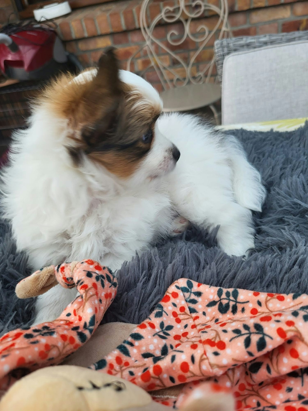 of cristy'dogs - Chiots disponibles - Epagneul nain Continental (Papillon)