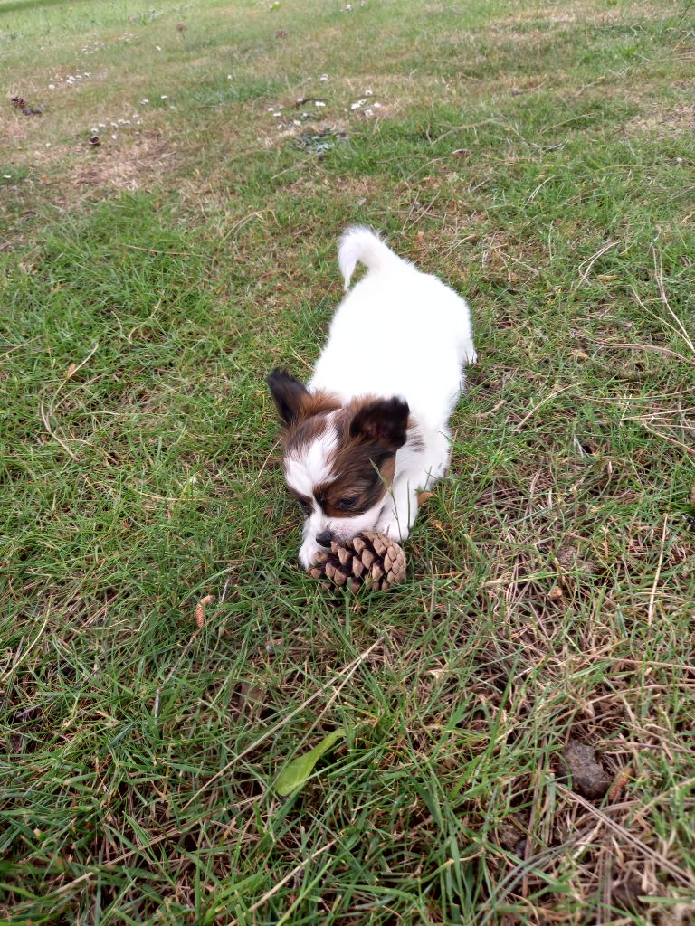 of cristy'dogs - Chiots disponibles - Epagneul nain Continental (Papillon)